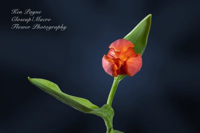Image for HDCC - Closeup and Macro Flower Photography