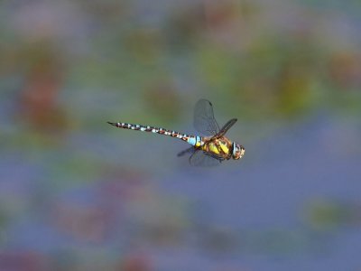 Image for Dragonfly Walk at Panshanger Park