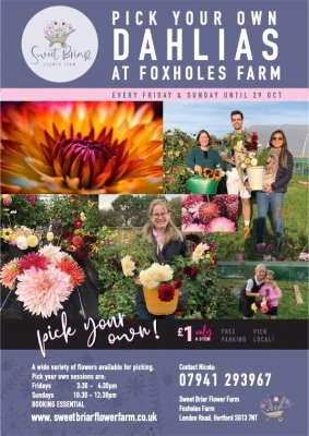 Image for Sweet Briar Flower Farm - Pick Your Own Flowers