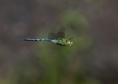 Image for Dragonfly Walk at Panshanger Park